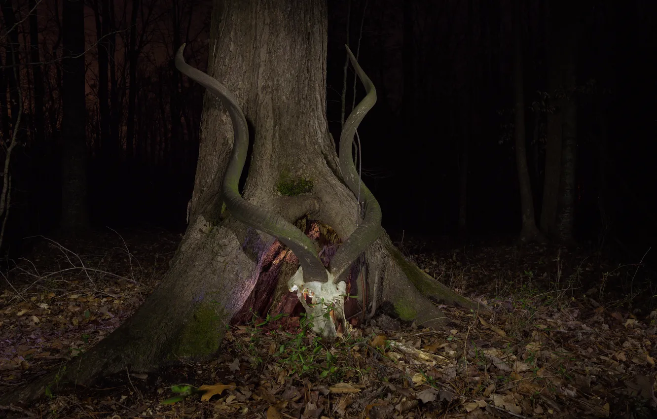 Photo wallpaper trees, night, skull, horns