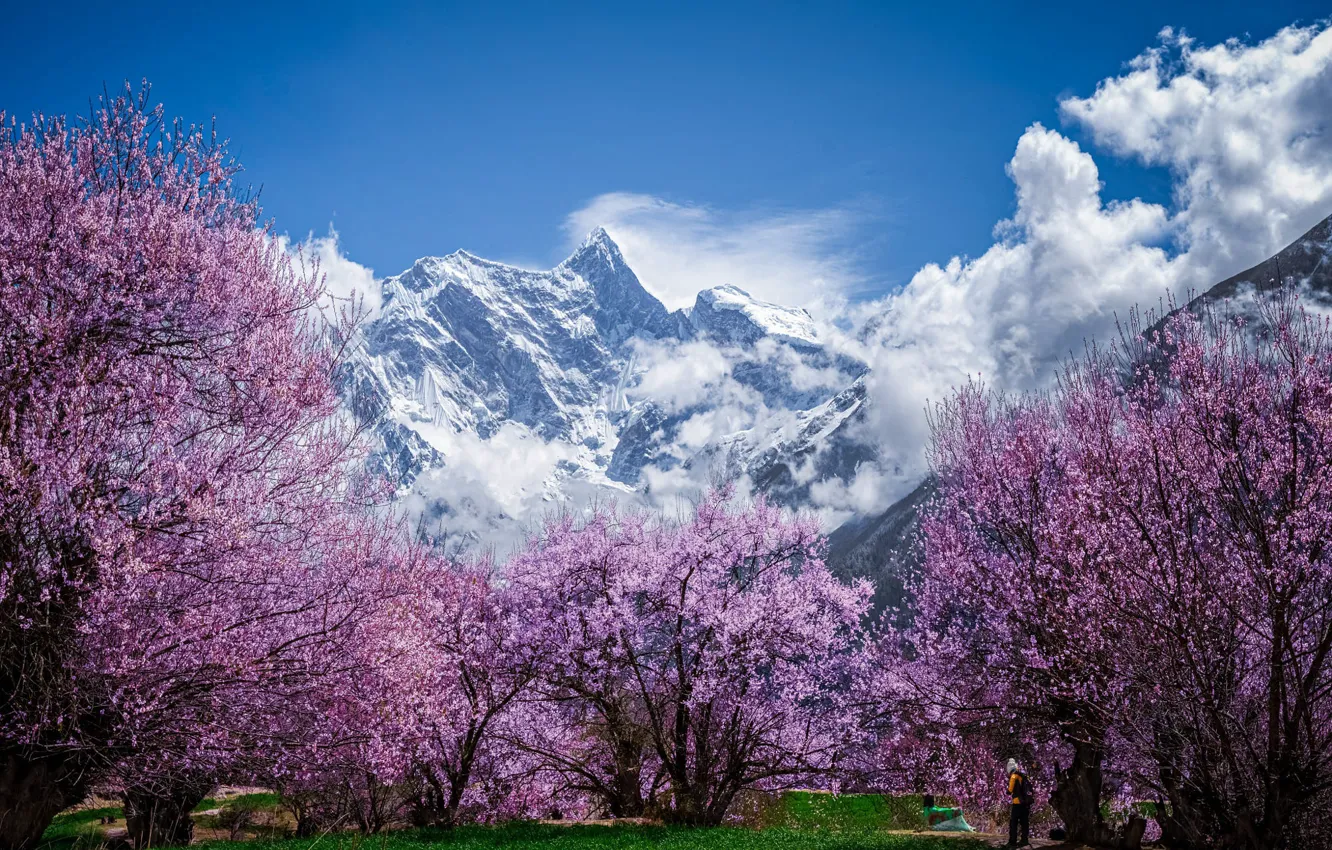 Photo wallpaper the sky, clouds, trees, mountains, cherry, blue, Asia, spring