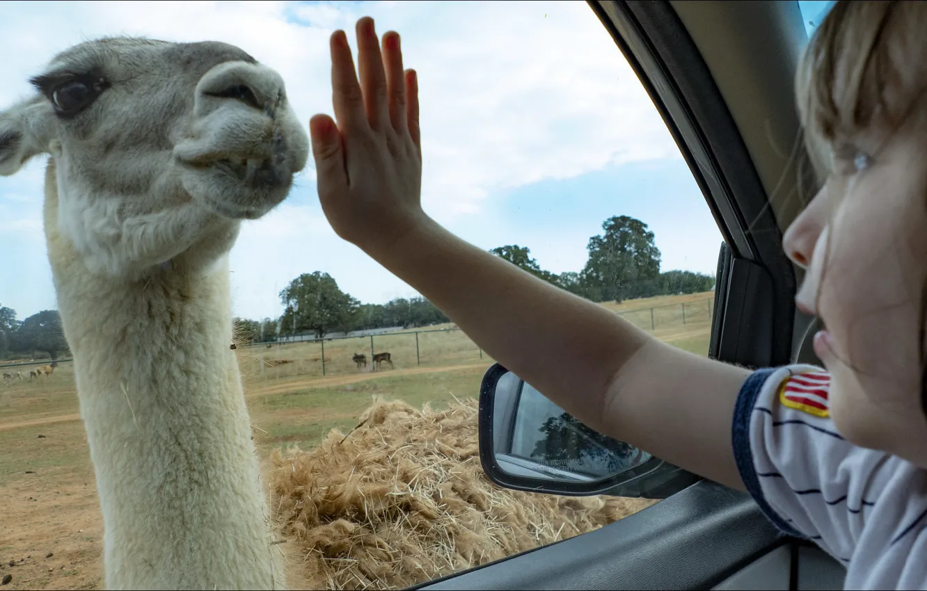 Photo wallpaper surprise, oops, two, look, curios