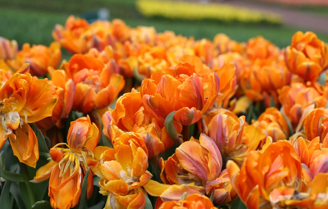Photo wallpaper Nature, Park, Orange tulips