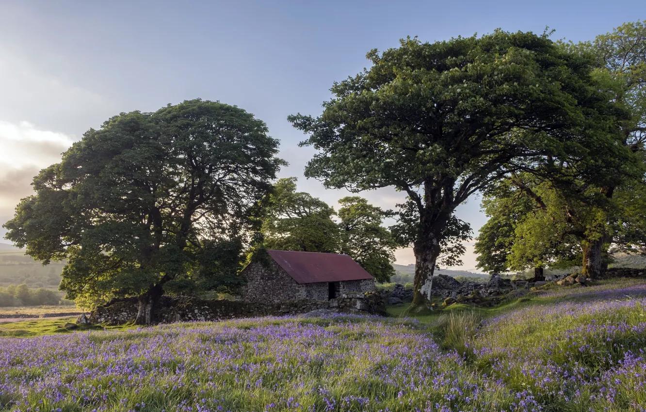 Photo wallpaper field, flowers, home