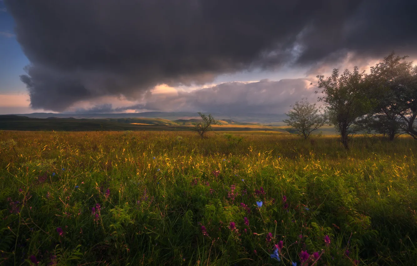 Photo wallpaper field, the sky, trees, flowers, clouds, hills, meadow, field