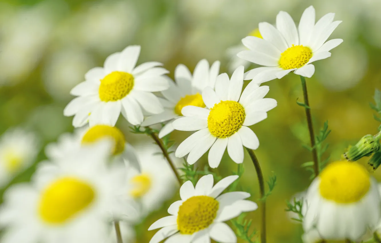 Photo wallpaper macro, chamomile, bokeh