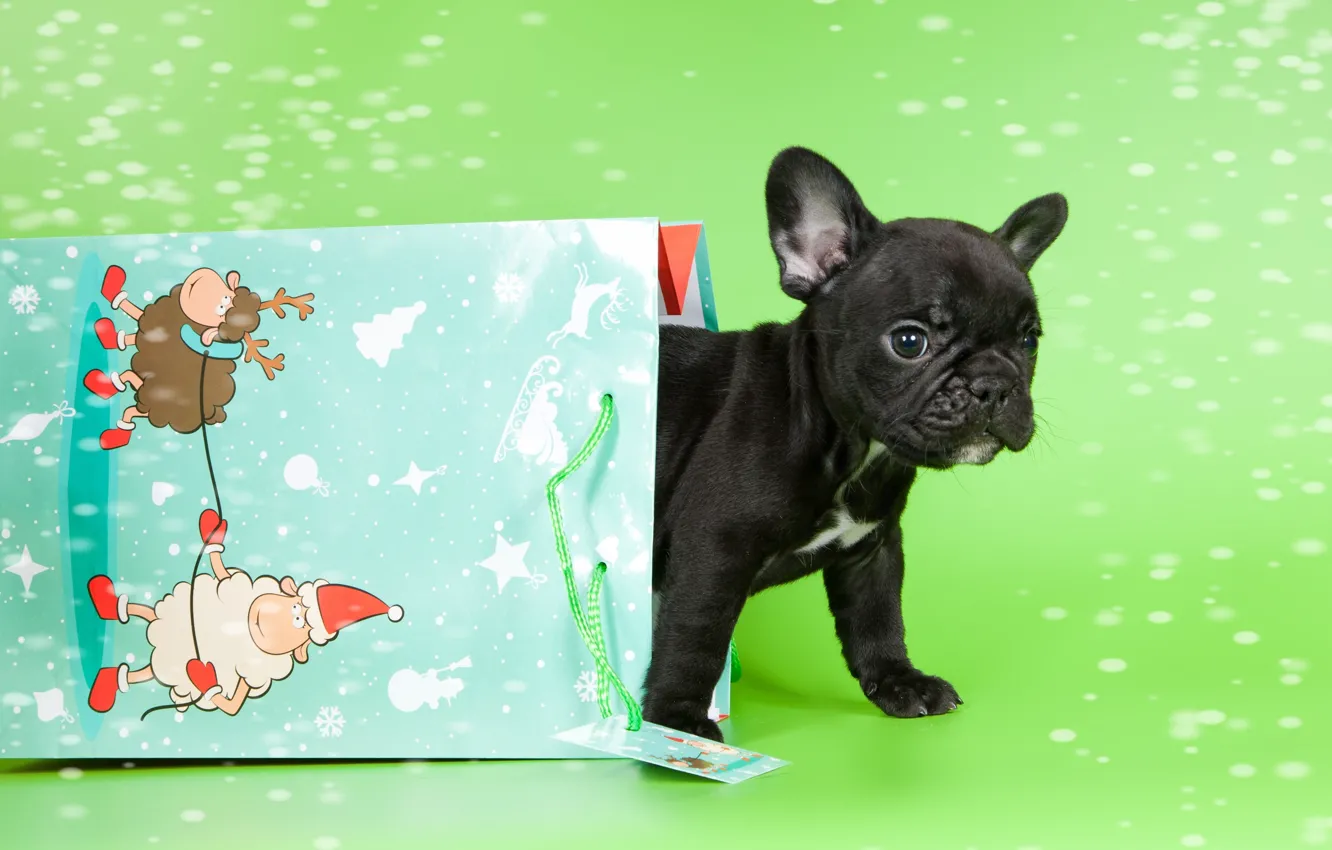 Photo wallpaper baby, package, puppy, French bulldog