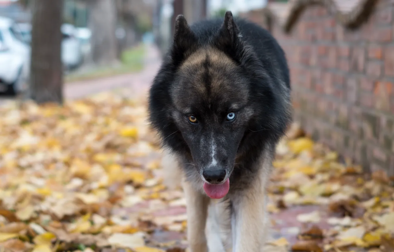 Photo wallpaper eyes, look, each, dog