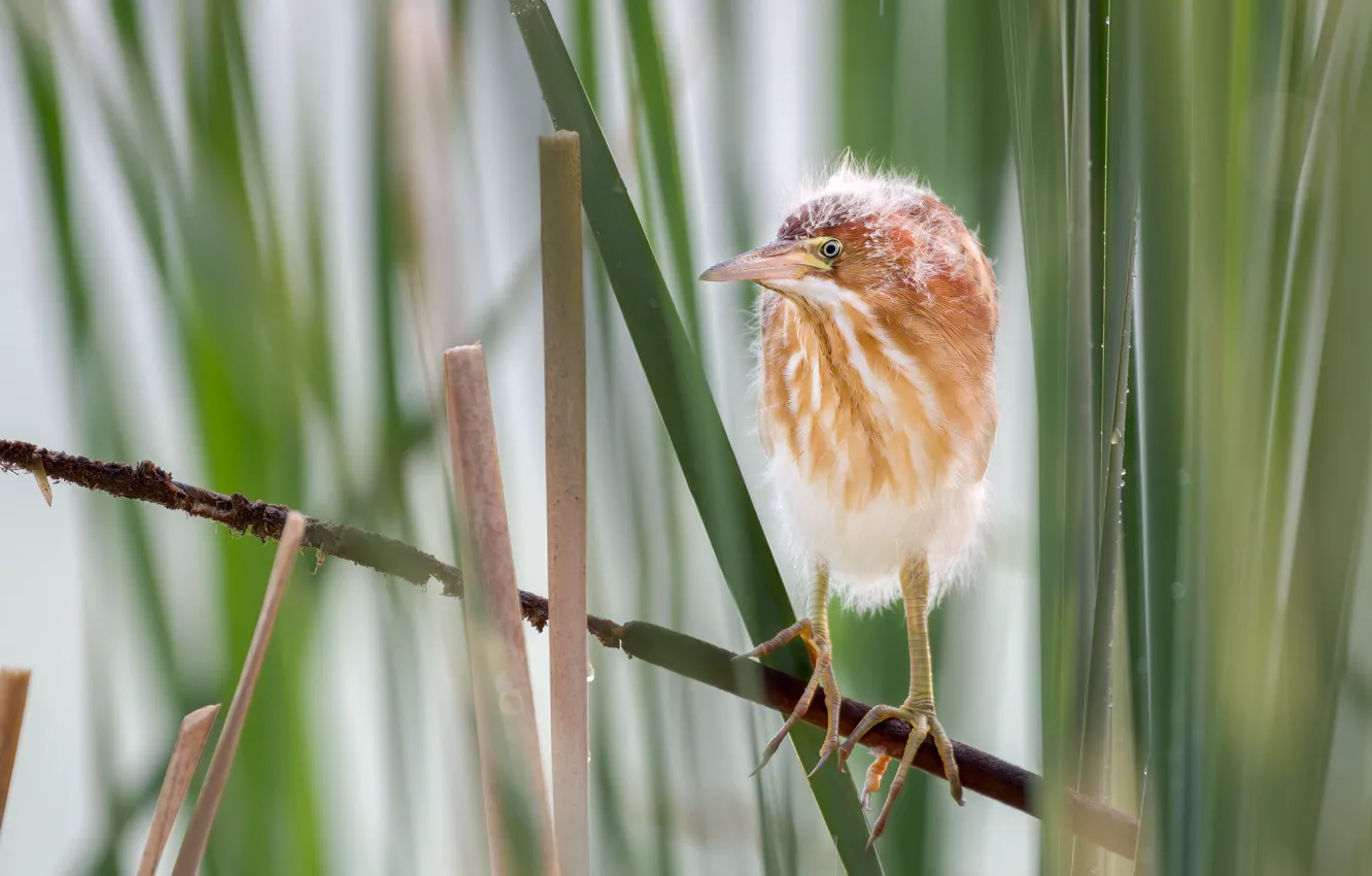 Photo wallpaper leaves, bird, baby, Chicks, Heron