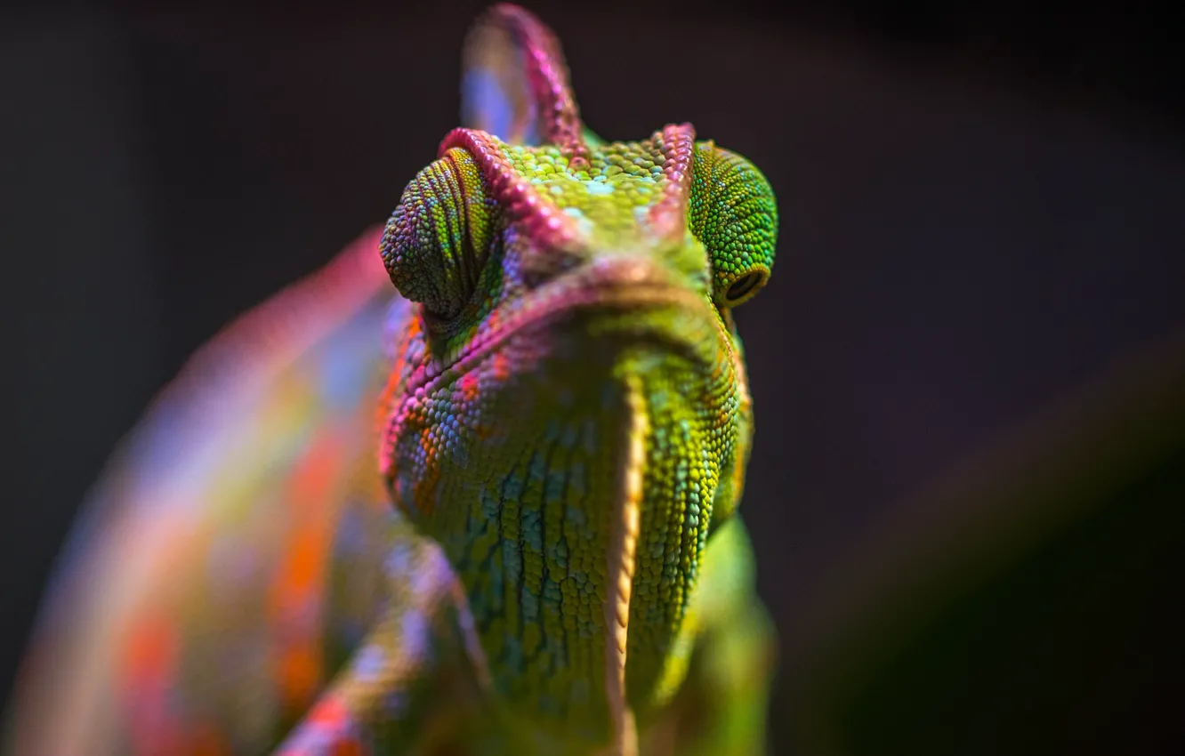 Photo wallpaper Color, Lizard, Chameleon, Head, Reptile, Head, Reptile, Animals