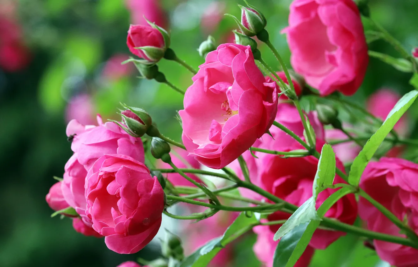 Photo wallpaper flowers, roses, stem, pink, buds, bokeh, rose Bush