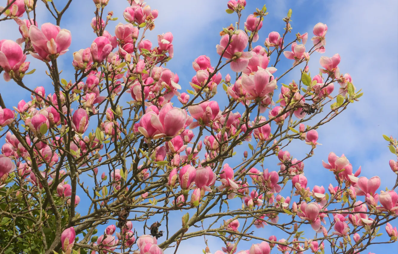 Photo wallpaper the sky, clouds, trees, flowers, branches, spring, pink, flowering