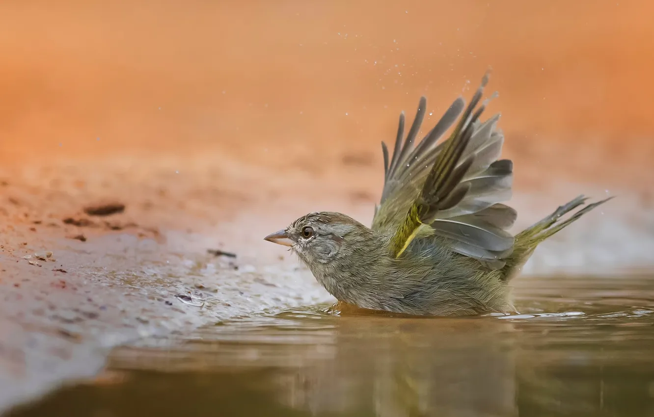 Photo wallpaper bird, puddle, bathing, Sparrow