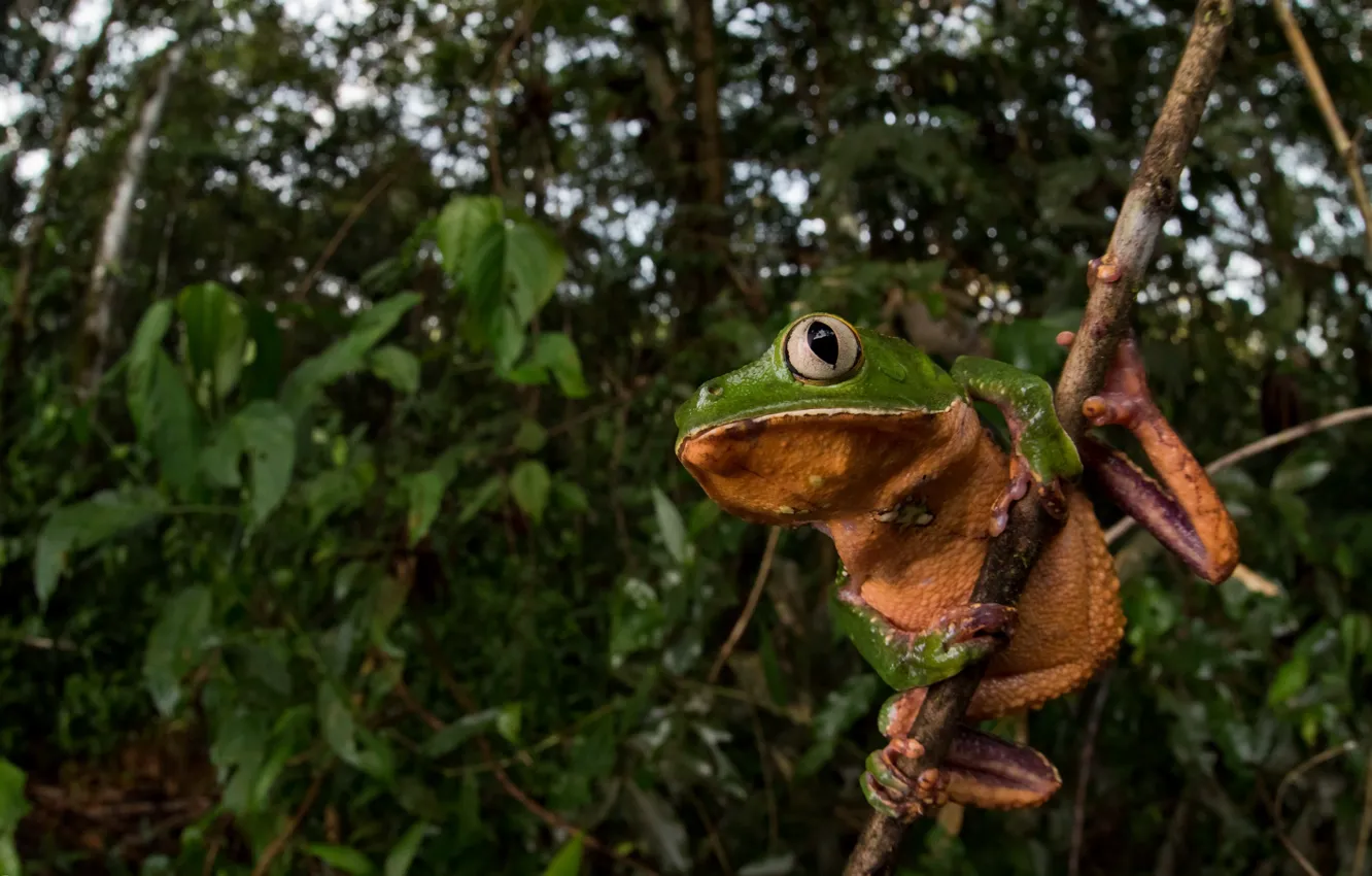 Wallpaper nature, Whitelined leaf frog, Phyllomedusa vaillantia for