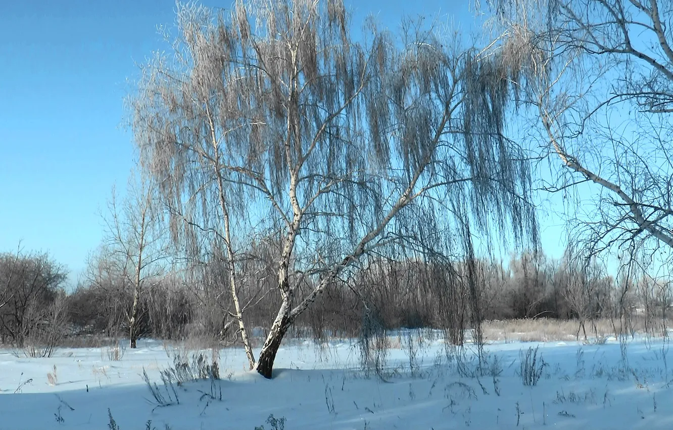 Photo wallpaper forest, winter, snow, siberia, frost, Birch