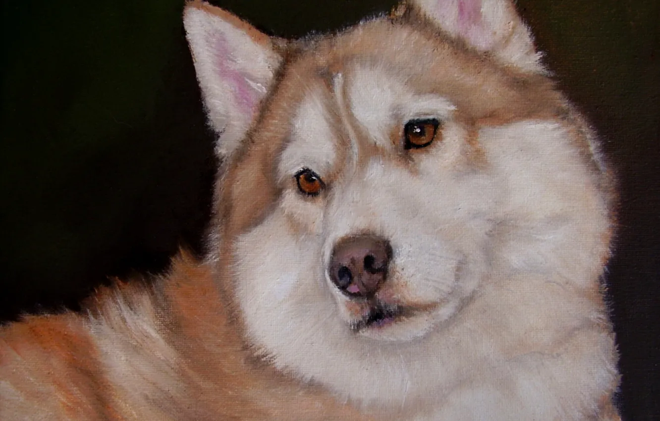 Photo wallpaper look, pose, oil, portrait, dog, painting, face, canvas