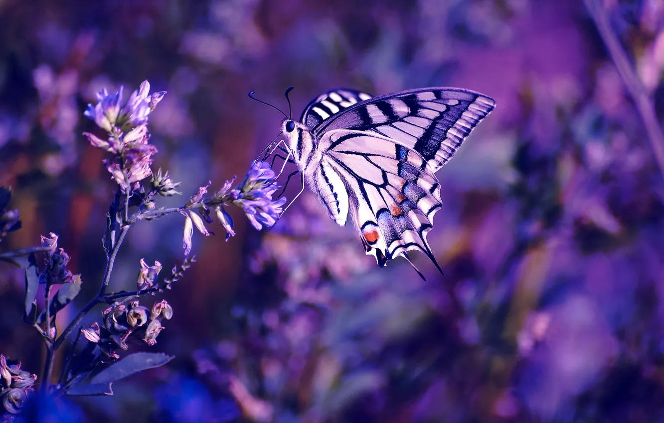 Photo wallpaper flower, purple, macro, flowers, lilac, butterfly, color, plants