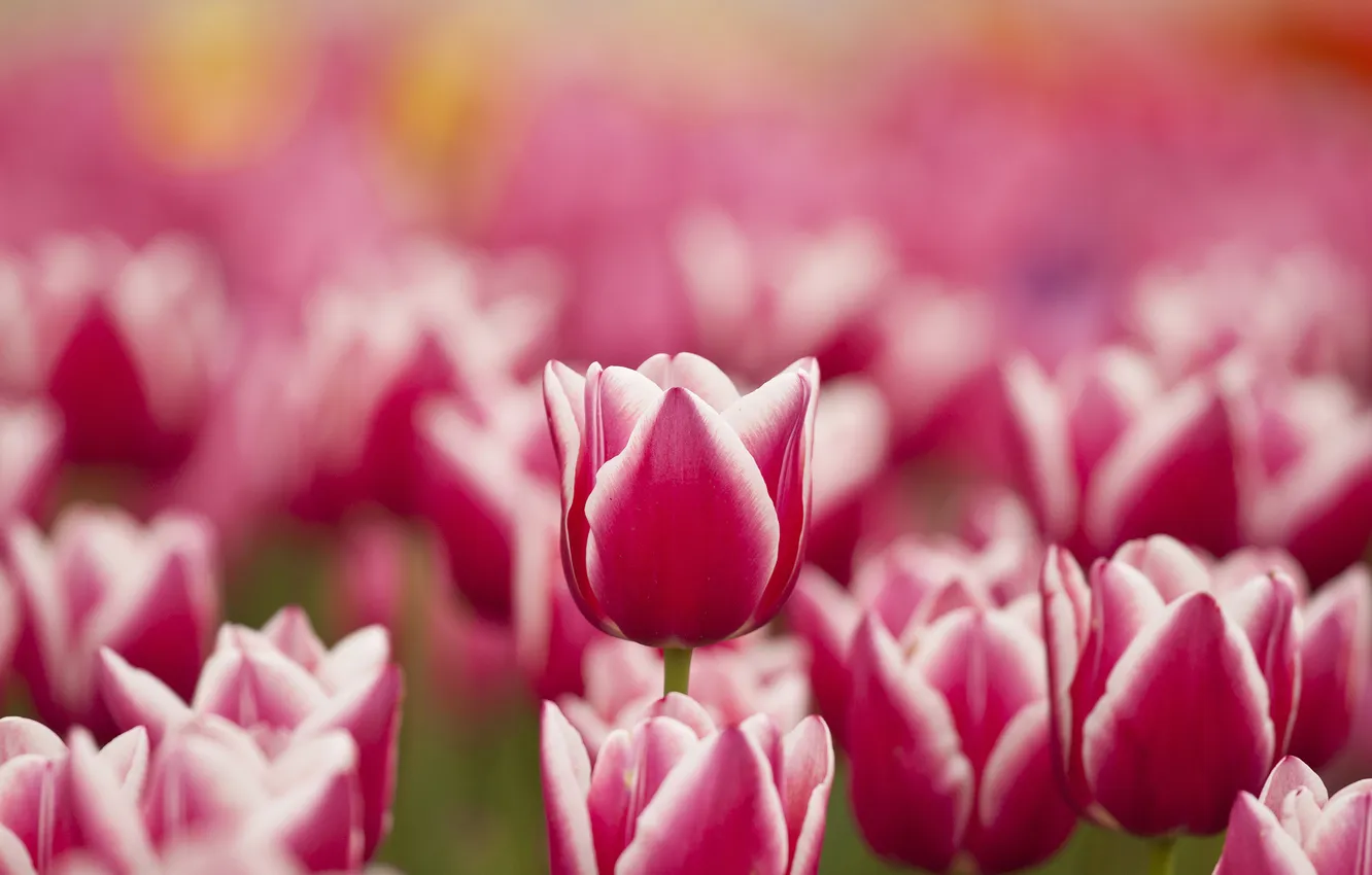 Photo wallpaper flowers, spring, tulips, pink, white
