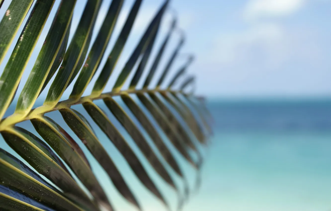 Photo wallpaper sea, the sky, leaves, macro, the bushes