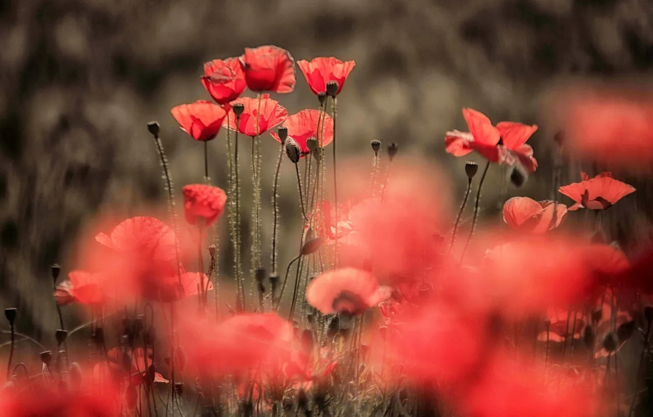 Photo wallpaper summer, nature, Maki