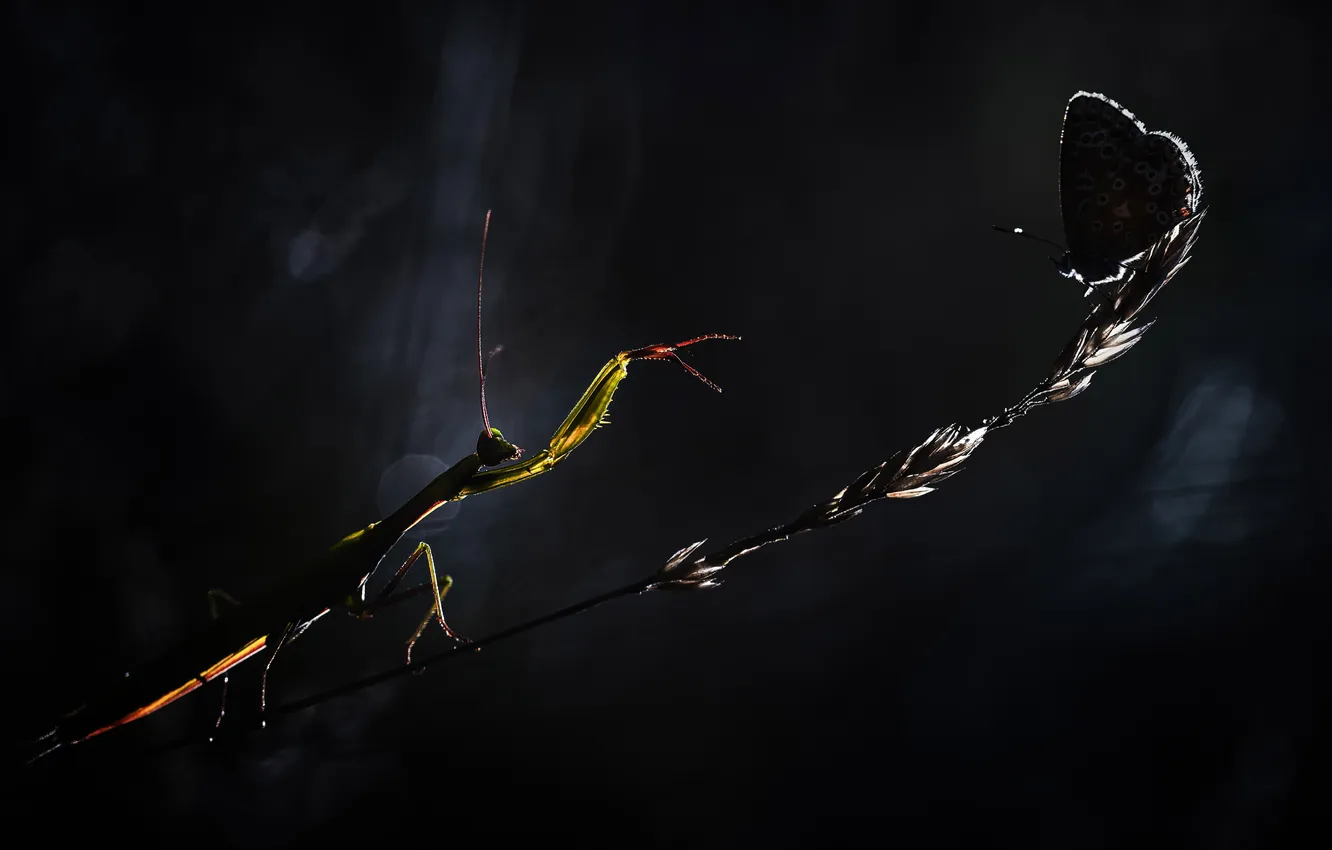 Photo wallpaper flowers, night, danger, butterfly, mantis, stem, insect, a blade of grass