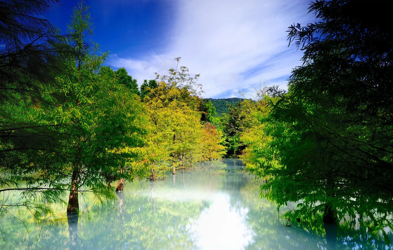 Photo wallpaper water, trees, nature, spruce, coniferous, flooding