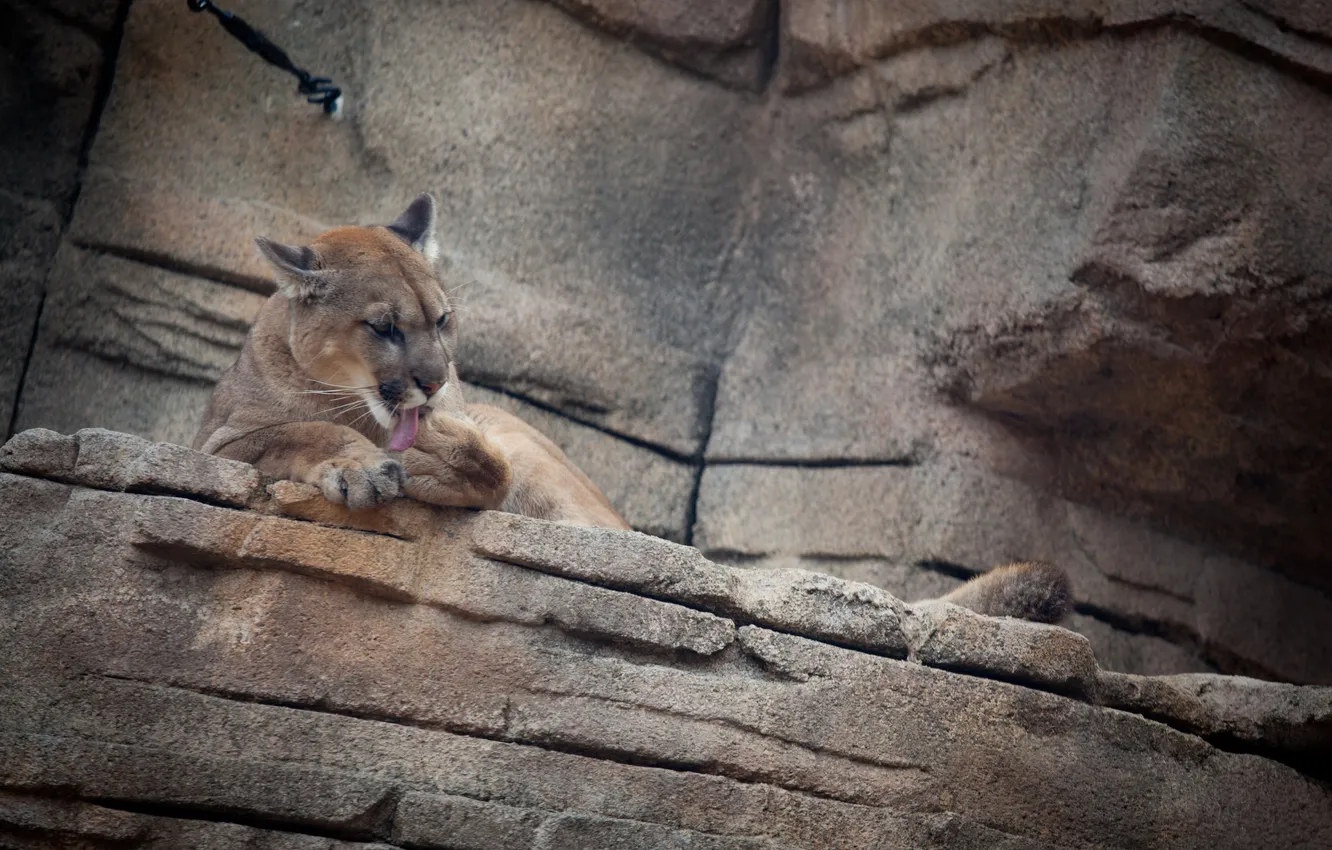 Photo wallpaper cat, stones, Puma, washing, mountain lion, Cougar