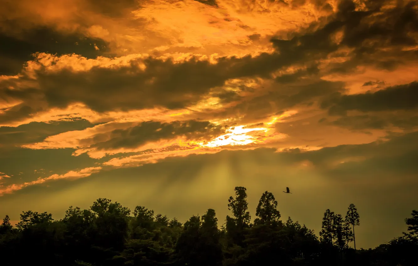Photo wallpaper the sky, landscape, sunset, bird
