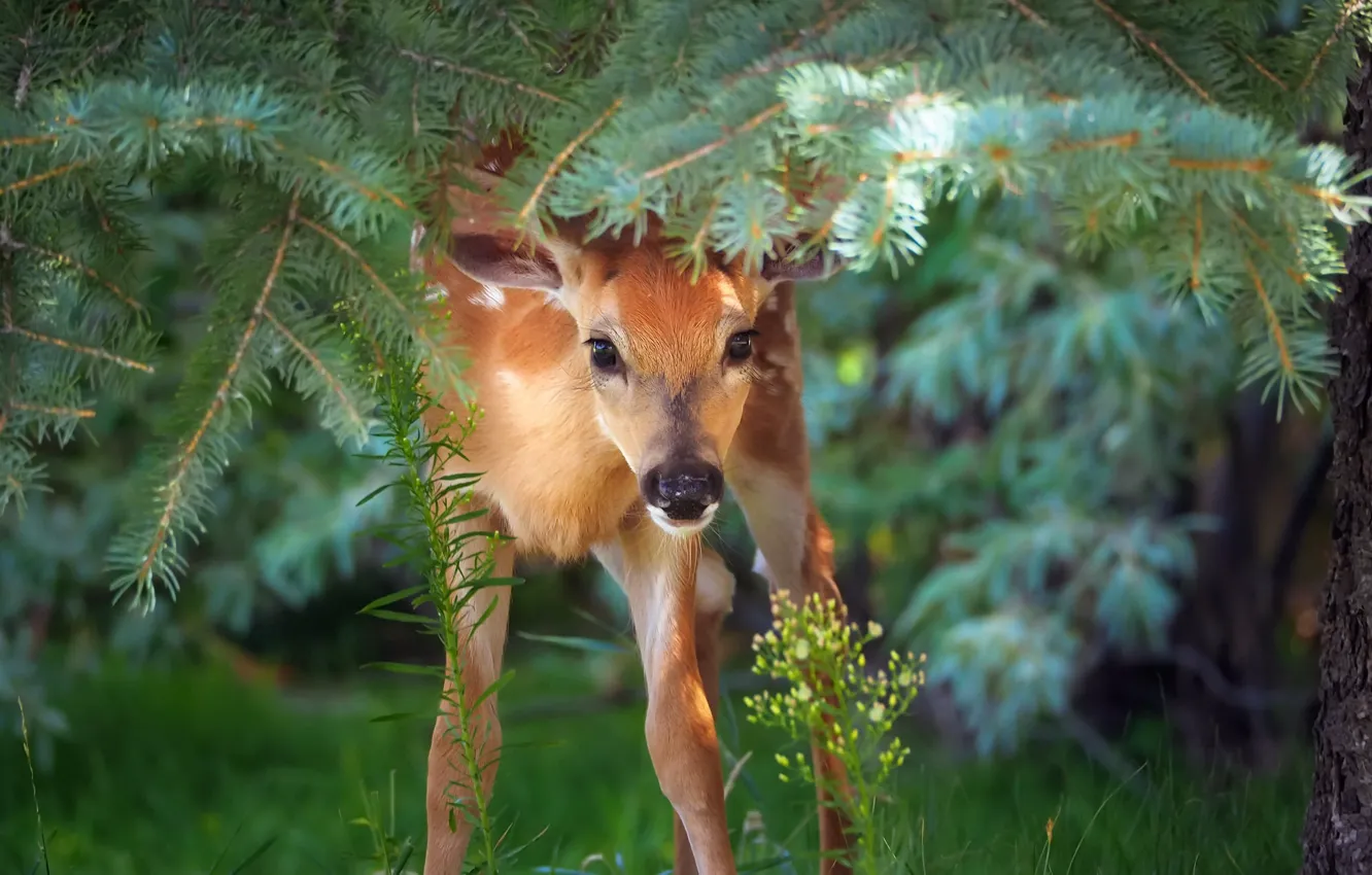 Photo wallpaper forest, nature, Bambi
