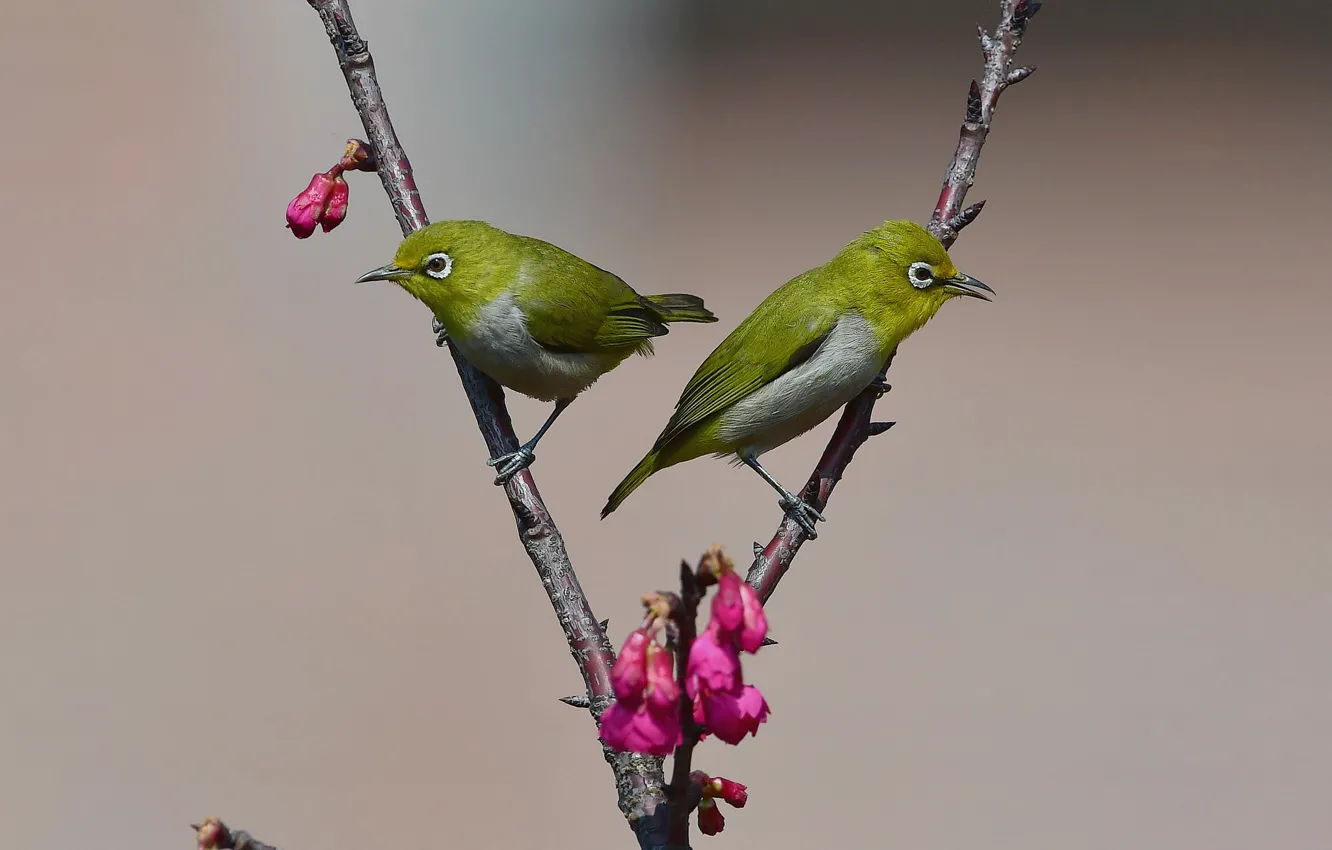 Photo wallpaper birds, branches, buds