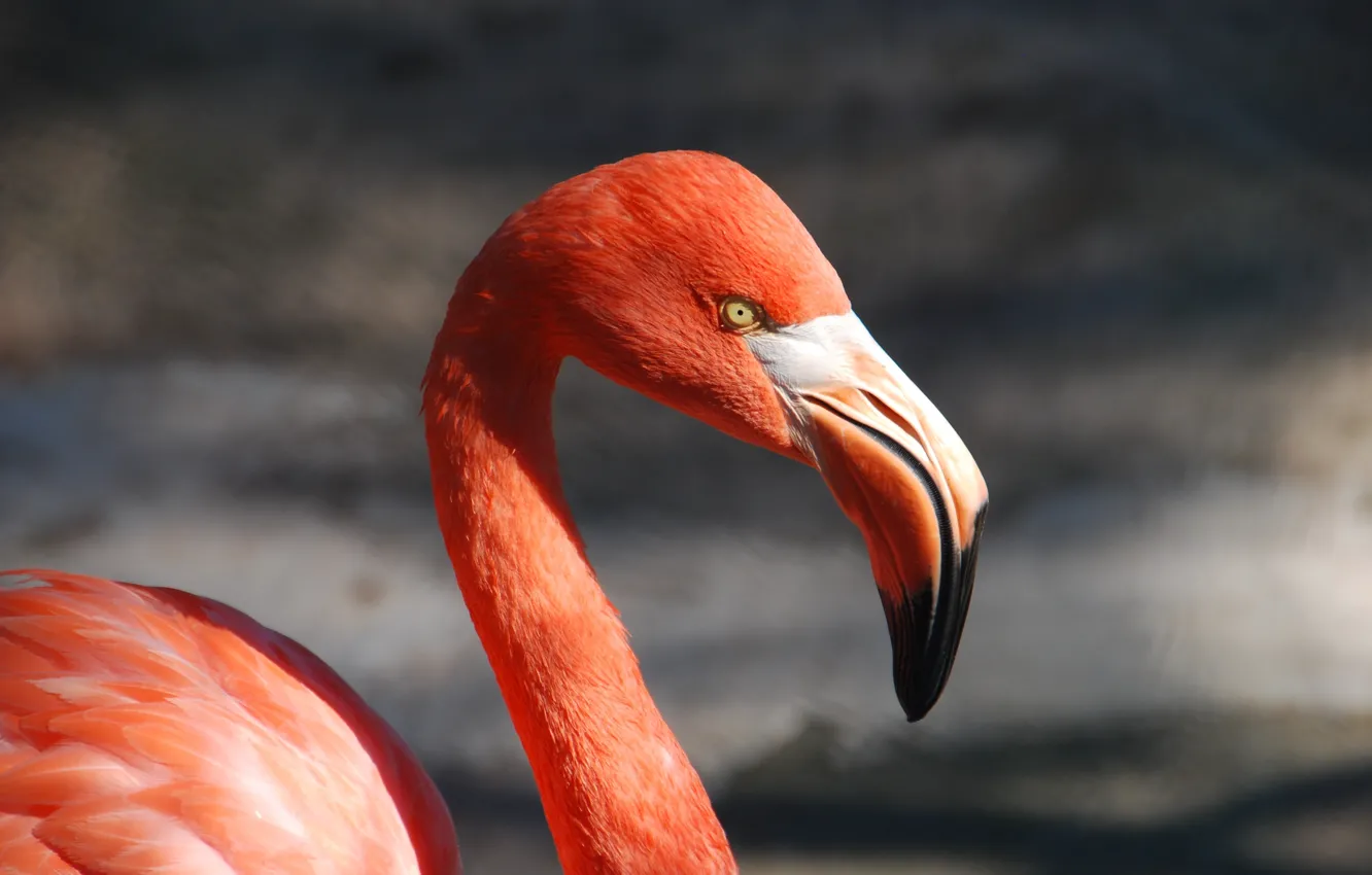 Photo wallpaper animal, bird, wings, beak, Flamingo, pink flamingo