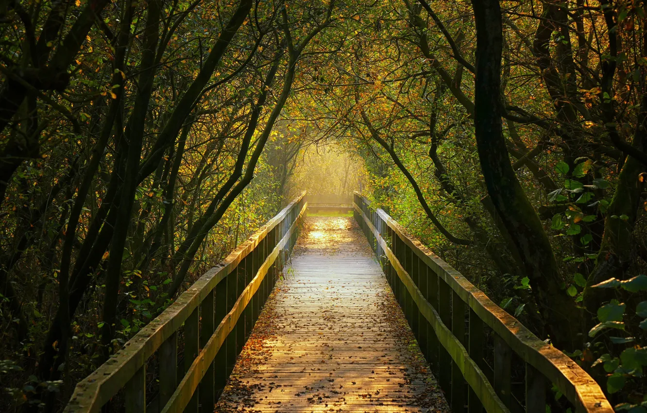 Photo wallpaper autumn, trees, Germany, the tunnel, the bridge