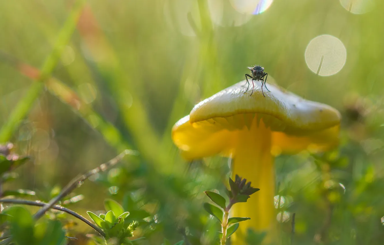 Photo wallpaper greens, grass, light, fly, mushrooms, bokeh