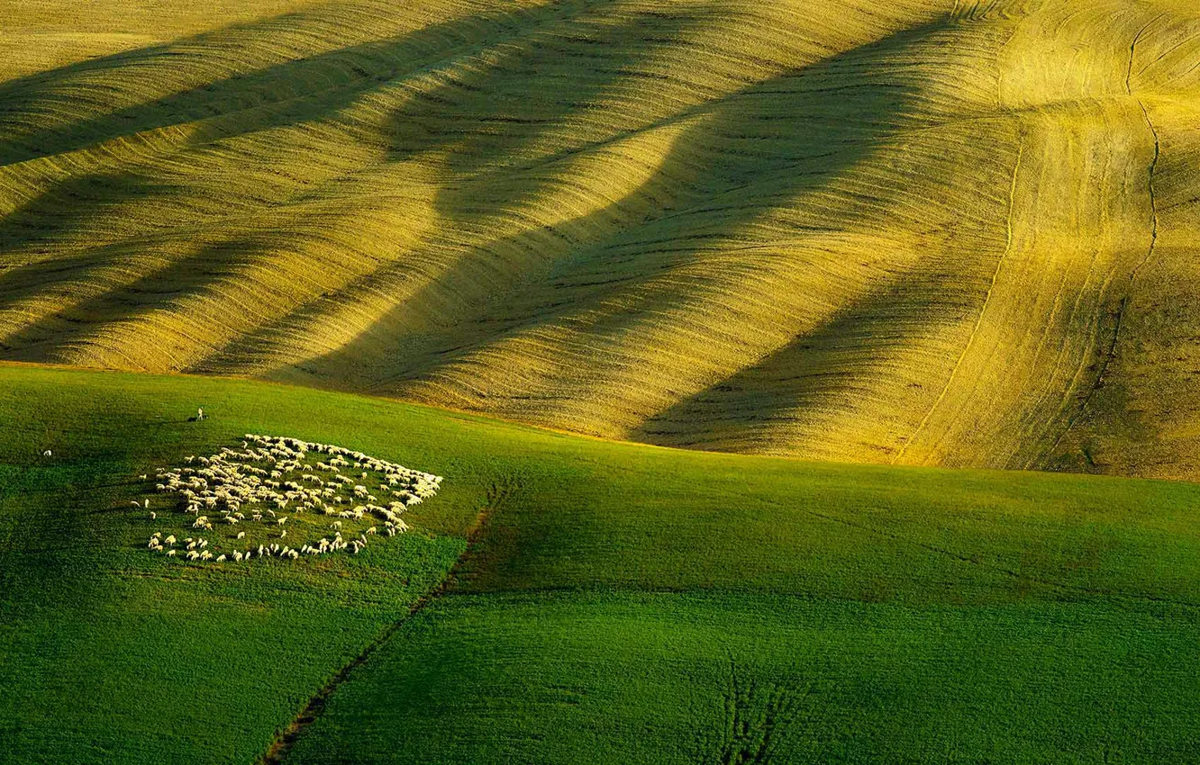 Photo wallpaper field, hills, sheep, Italy, Tuscany