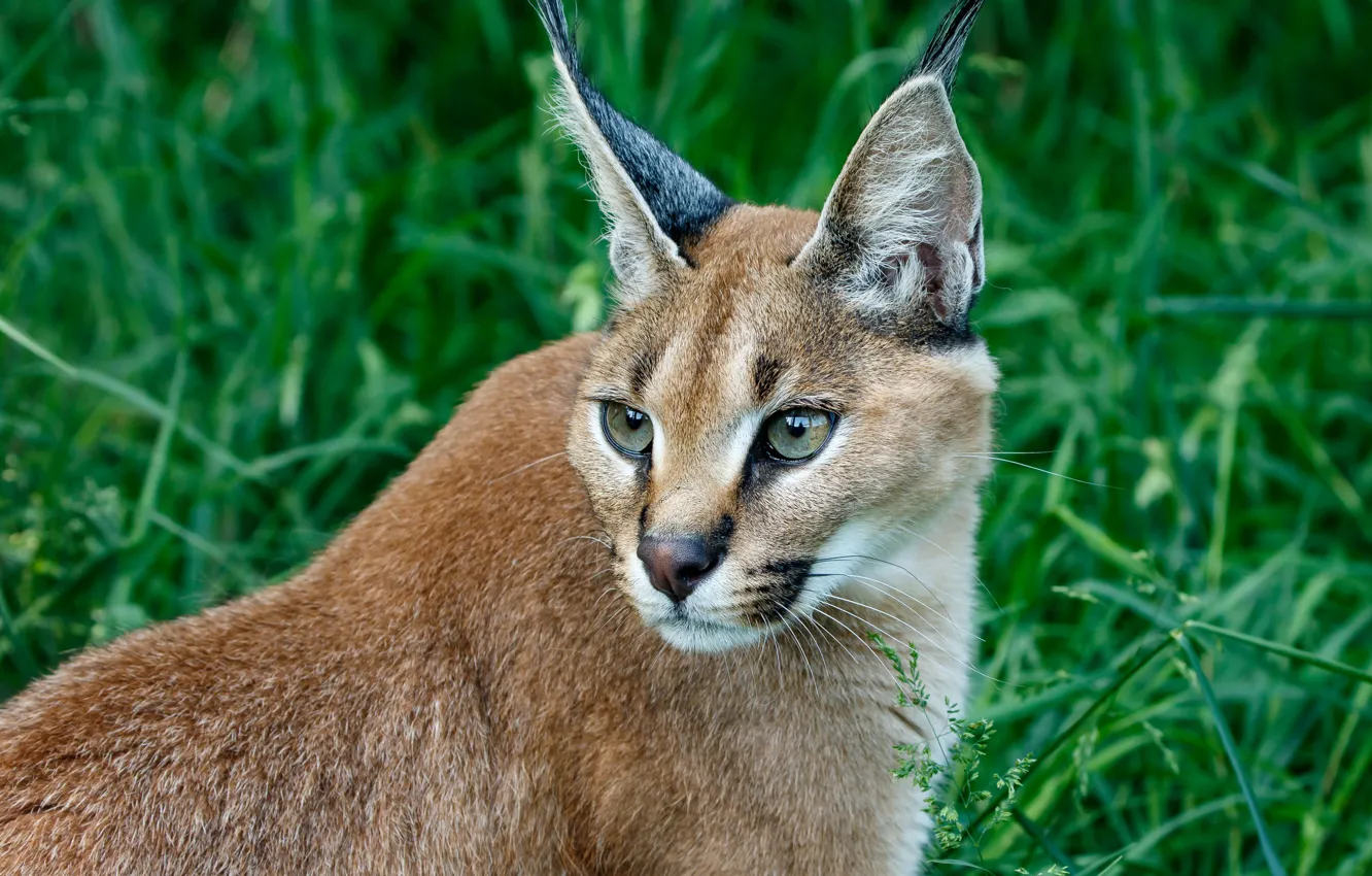 Photo wallpaper grass, face, portrait, lynx, Caracal