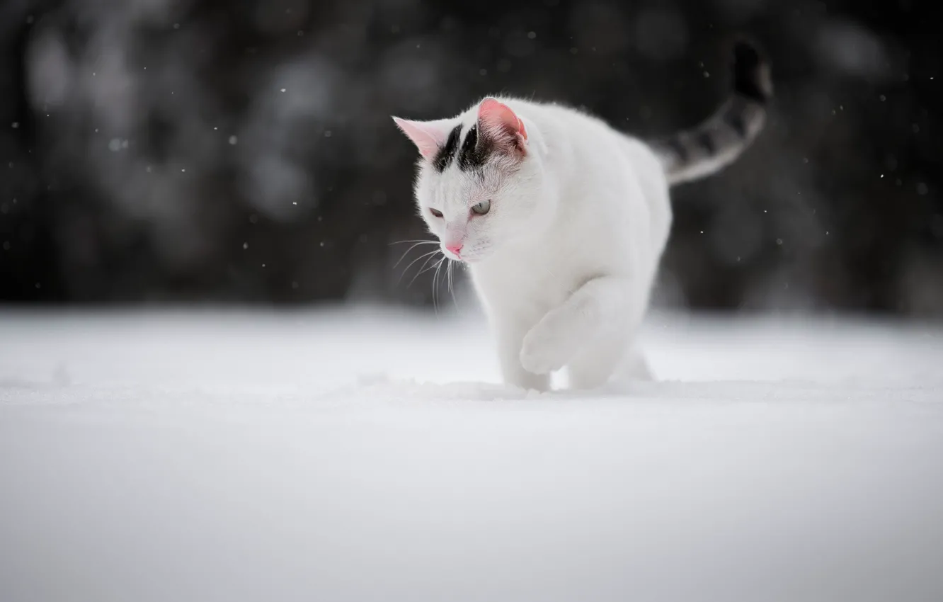 Photo wallpaper winter, cat, snow, cat