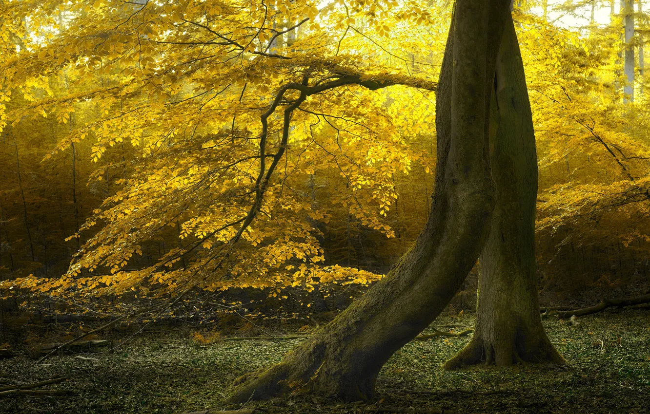 Photo wallpaper autumn, forest, trees