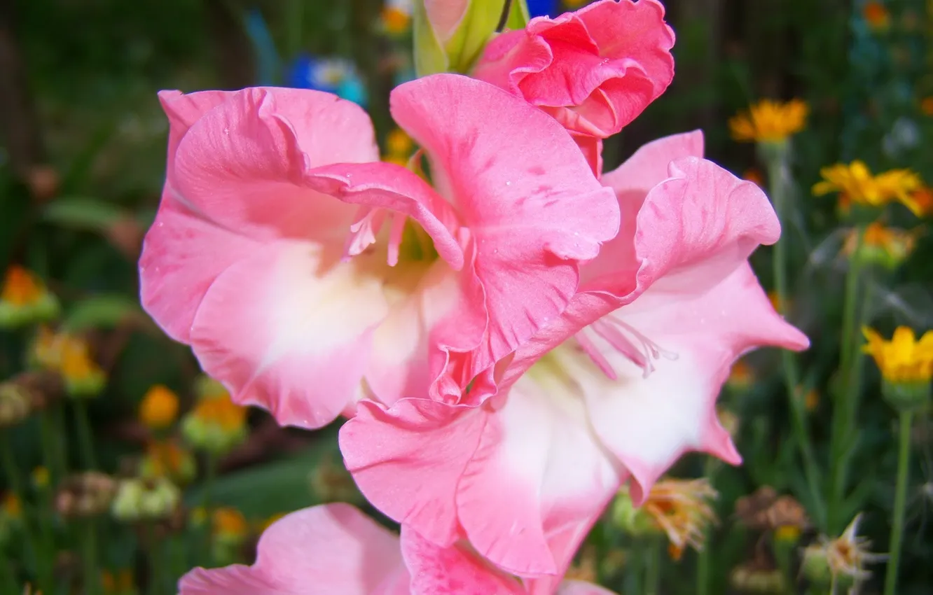 Photo wallpaper flowers, pink, a couple, gladiolus, Meduzanol ©