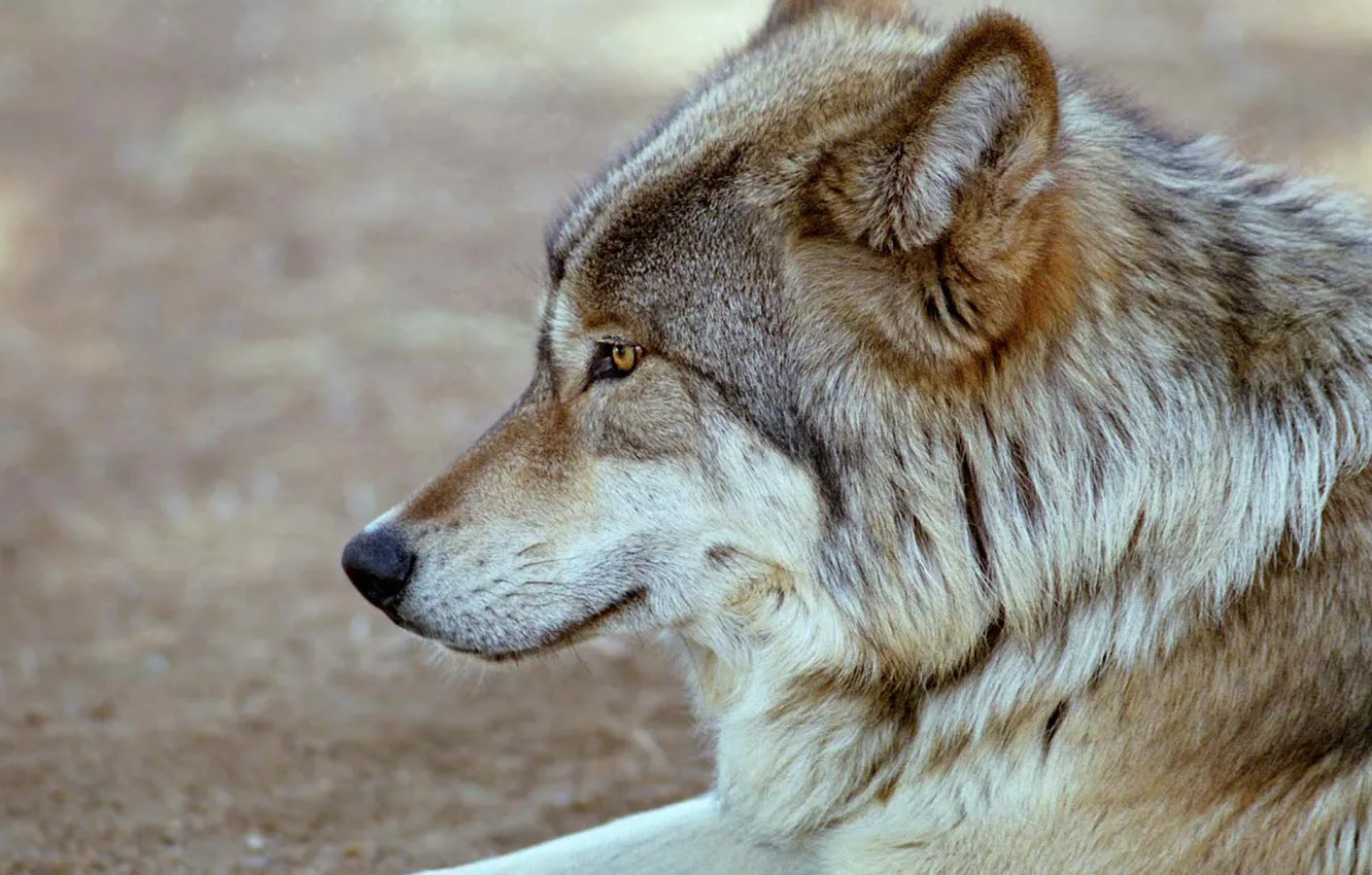 Photo wallpaper nature, face, animal, wolf, wildlife, head, fur, mammal