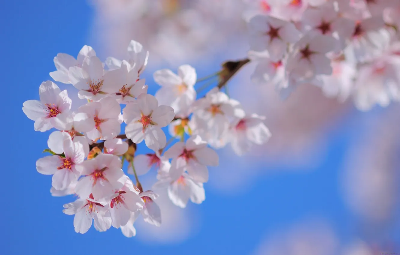 Photo wallpaper the sky, flowers, nature, tree, branch, spring, petals