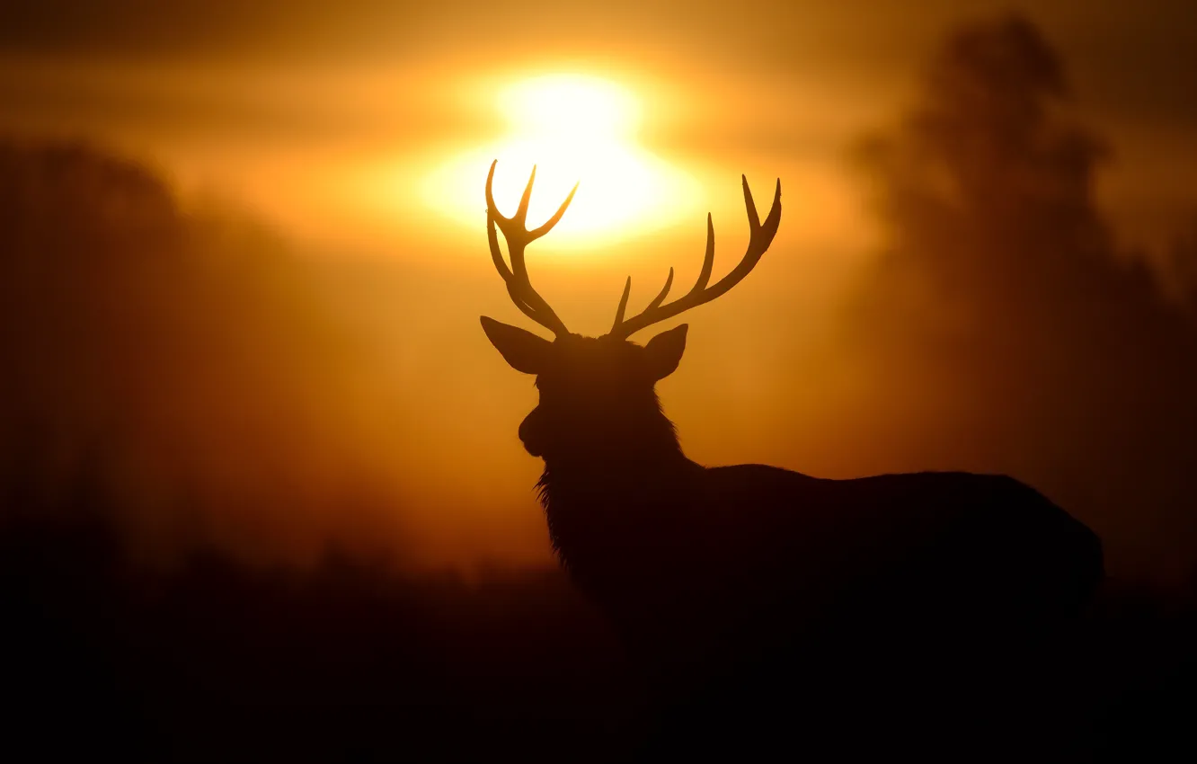 Photo wallpaper the sun, sunset, deer, silhouette