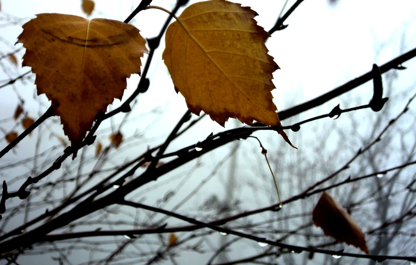 Photo wallpaper autumn, fog, leaf, birch