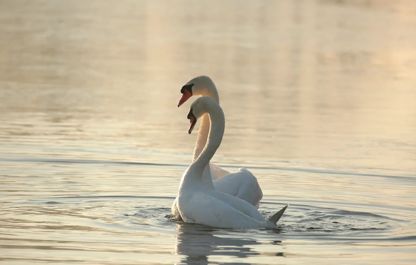 Photo wallpaper water, bird, pair, white, swans, pond, swimming, two swans