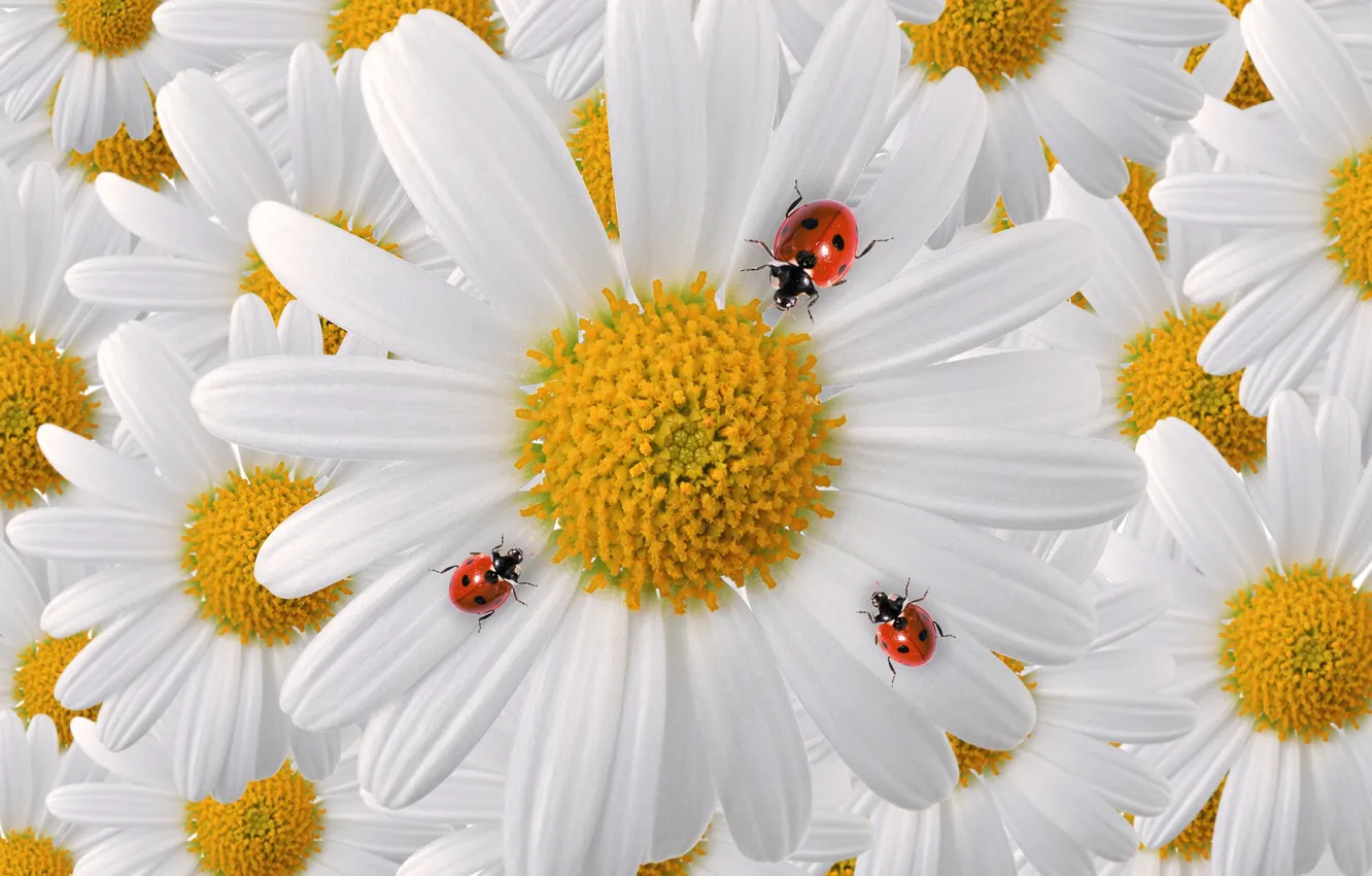 Photo wallpaper macro, insects, chamomile, petals, bugs, ladybugs
