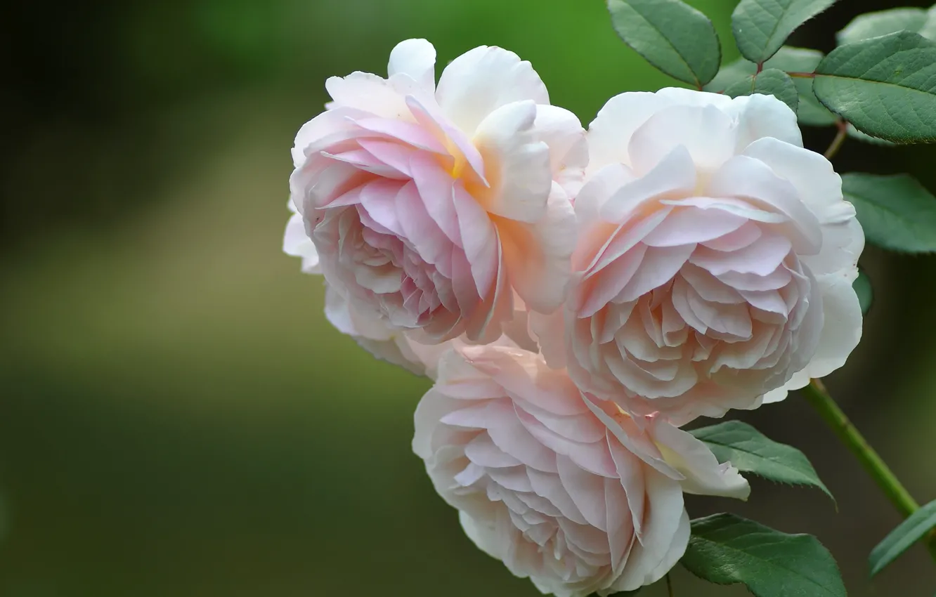 Photo wallpaper background, roses, trio, buds