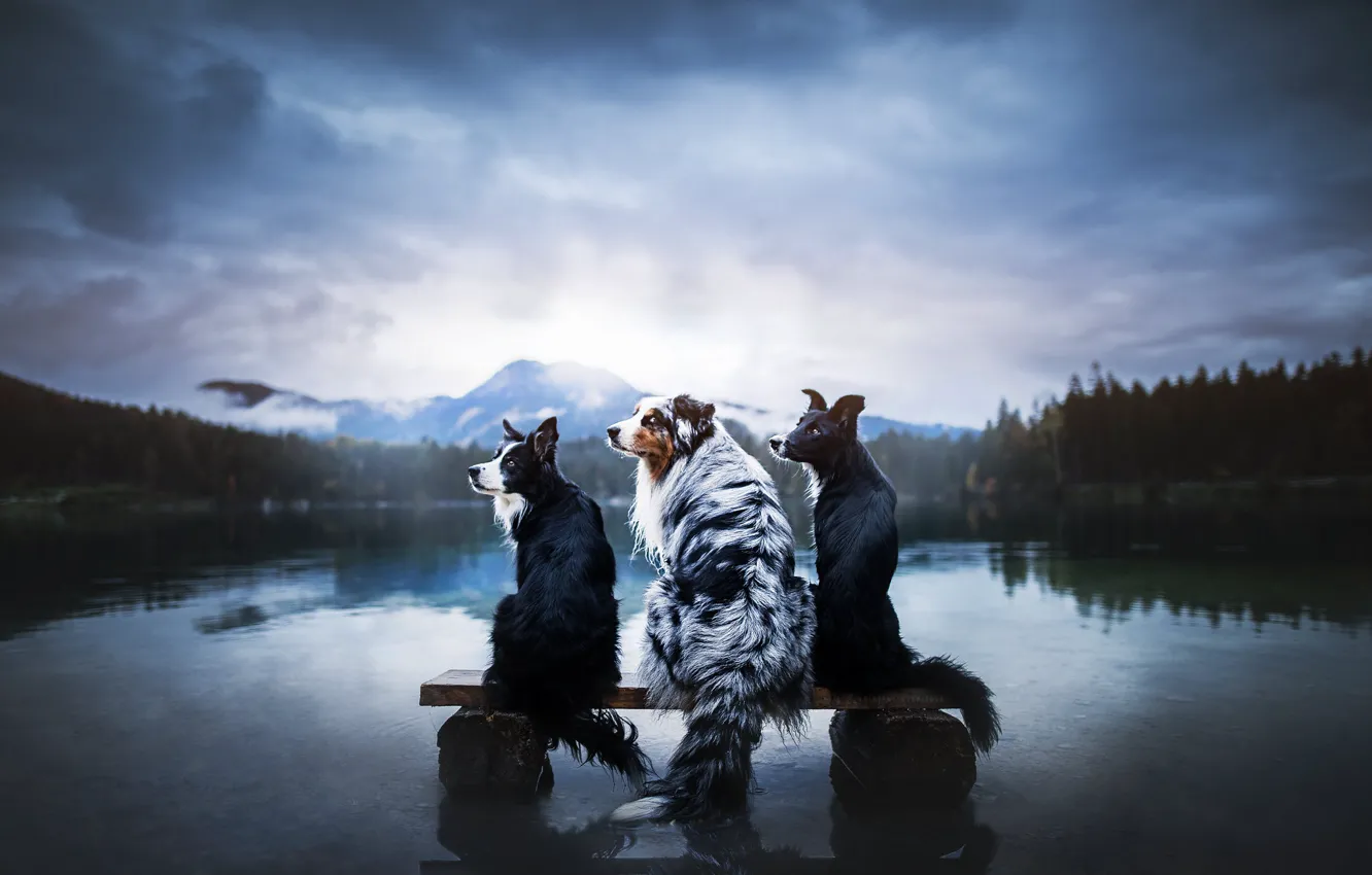 Photo wallpaper dogs, friends, bench