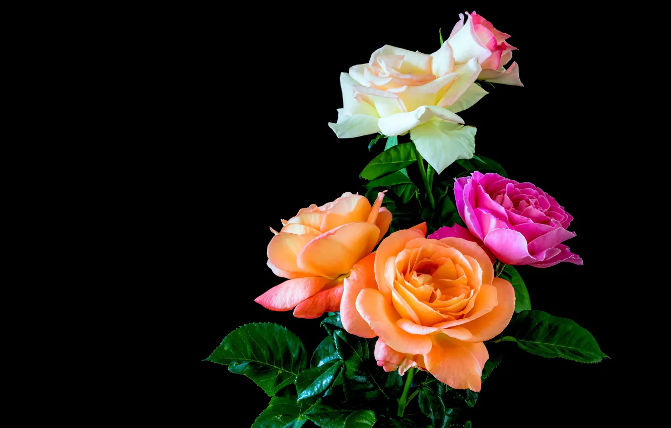 Photo wallpaper leaves, flowers, bright, roses, bouquet, pink, white, black background