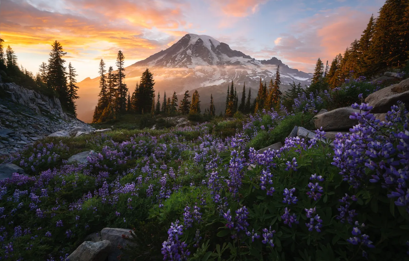 Photo wallpaper the sky, clouds, flowers, mountains, stones, lupins