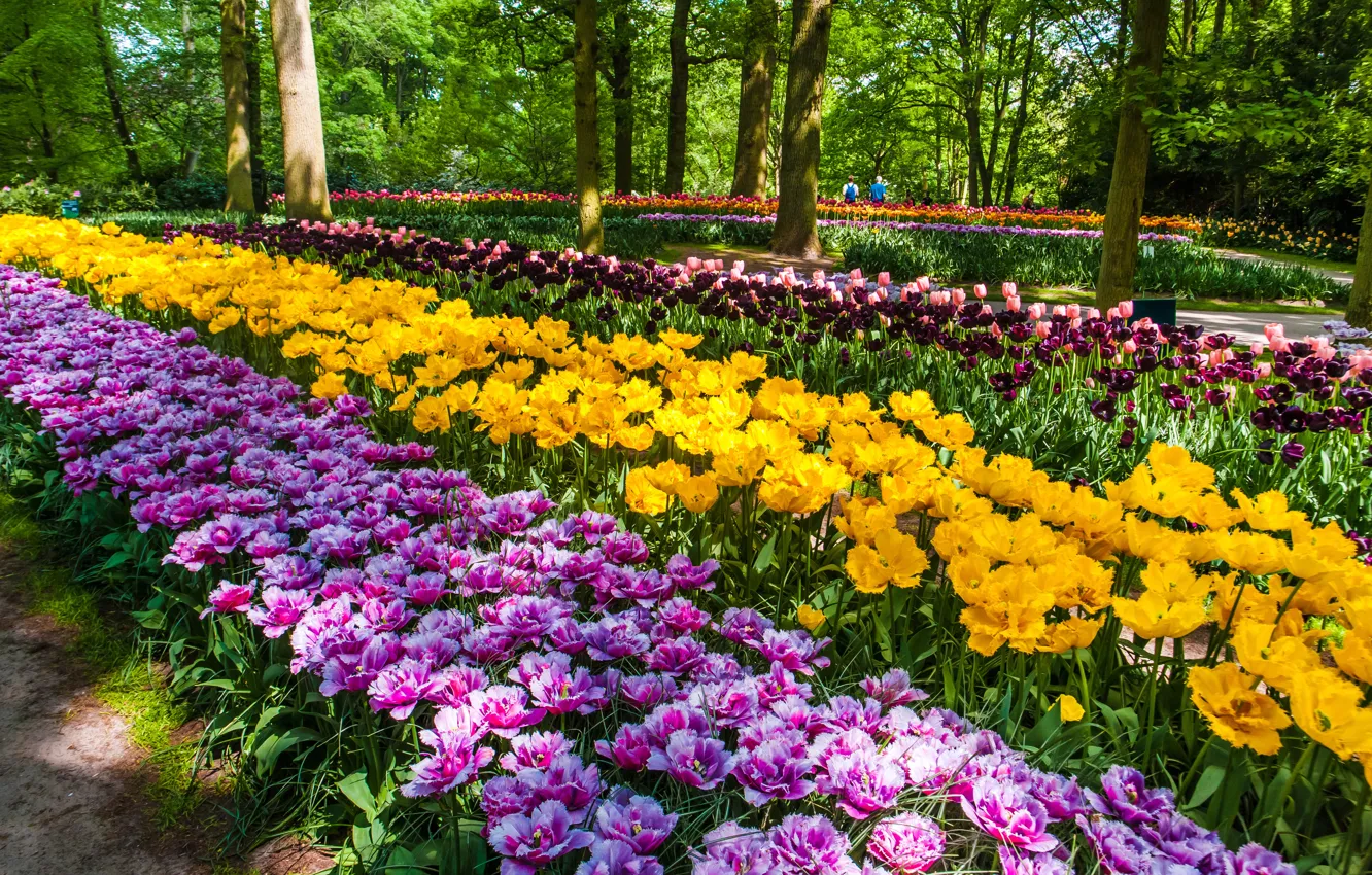Photo wallpaper flowers, Park, spring, yellow, garden, tulips, flowerbed, a lot