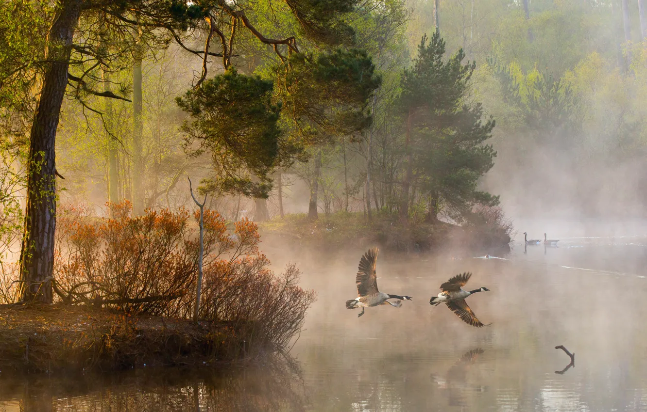 Photo wallpaper forest, water, light, trees, nature, fog, river, duck