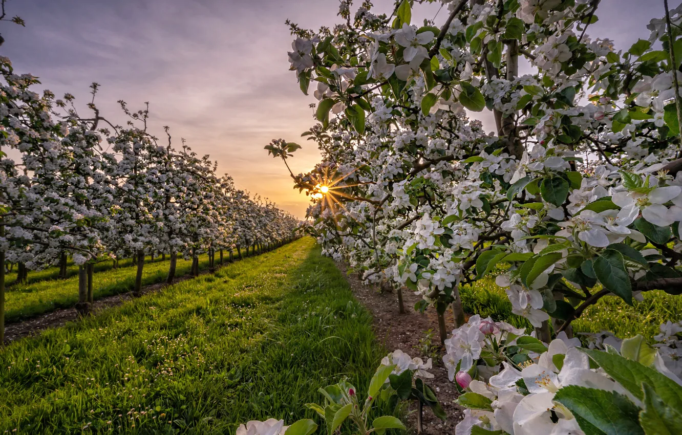 Photo wallpaper grass, the sun, trees, flowers, spring, garden, Apple, flowering