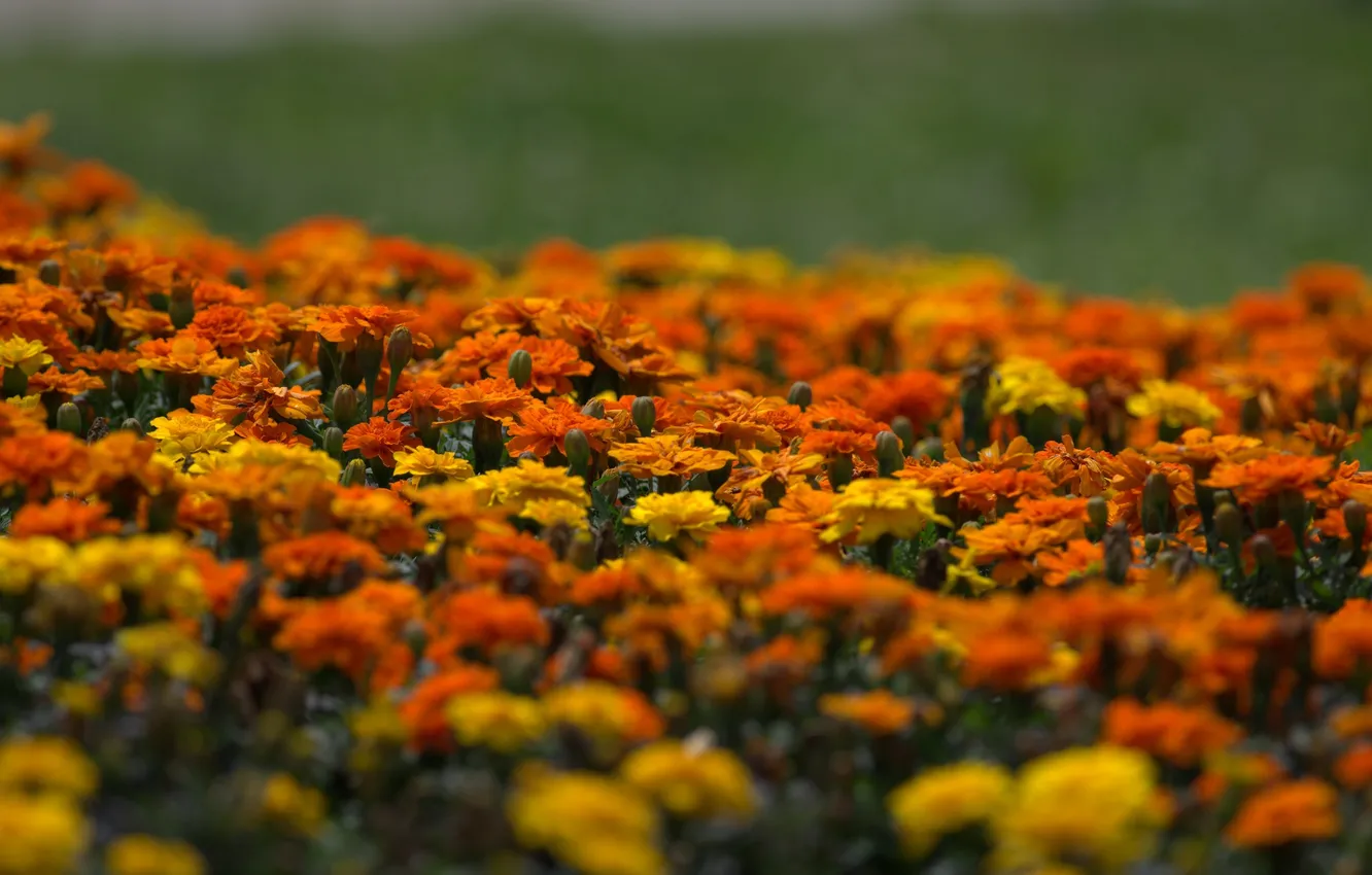 Photo wallpaper yellow, orange, flowering, yellow, orange, bushes, Marigold, Marigolds