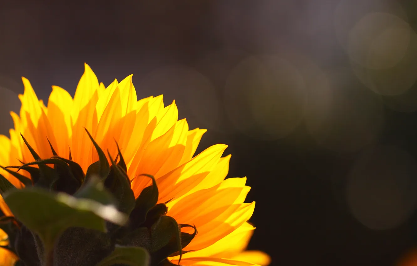 Photo wallpaper flower, glare, background, hat, ass, sunflower